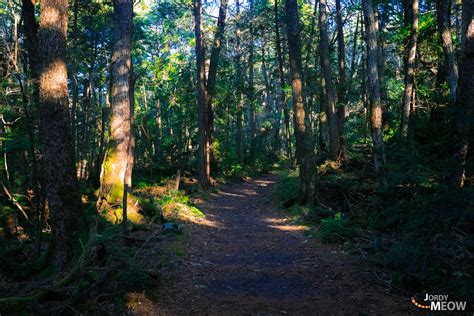 Japans Suicide Forest Aokigahara Offbeat Japan