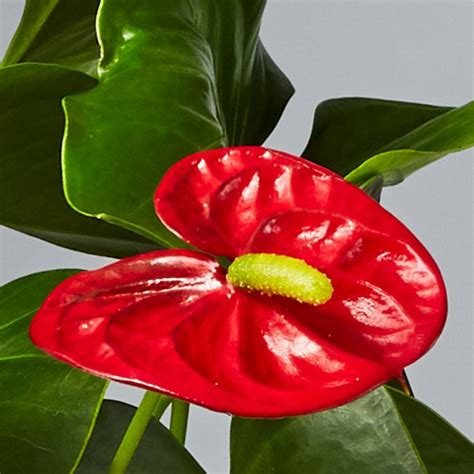 Red Anthurium Plant