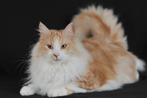 Welcome to our norwegian forest cattery located in roseburg, oregon, usa. Norwegian Forest Cat Rescue - Cat and Dog Lovers