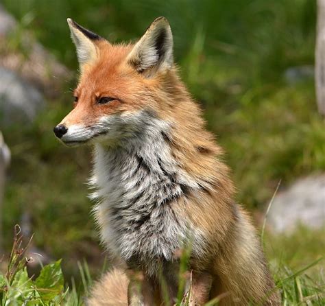 Hd Wallpaper Orange Fox Selective Focus Photography Animal Nature