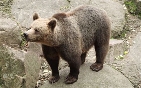 Fileursus Arctos Skånes Djurpark Wikimedia Commons