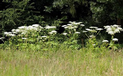 Giant Hogweed Warning Everything You Need To Know About Britains Most