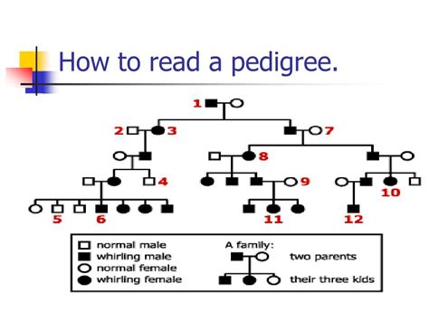 In many cases, you will find a page on the pedigree worksheet that provides information on how to answer the questions on the form. Hemophilia The Royal Disease Answer Sheet + mvphip Answer Key