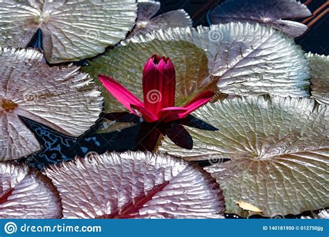 Deep Red Water Lily Emerging Bloom With Bronze Foliage Stock Photo
