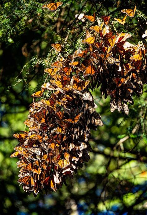 Colonia De Mariposas Monarcas Danaus Plexippus Sobre Ramas De Pino En Un Parque El Rosario