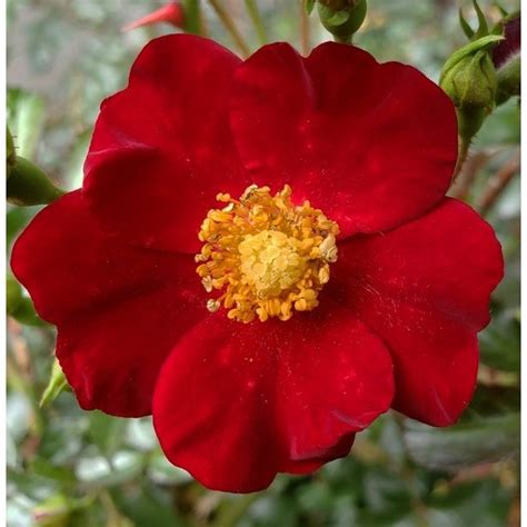 Rose Flower Carpet Red Velvet Gc Red Roses Cowell