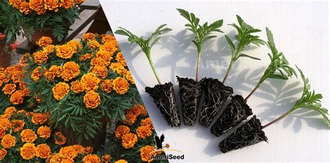 How To Start Marigolds Crazyscreen21