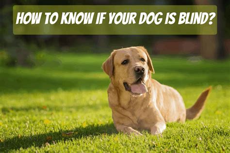 You keep struggling to hear anything as we have said earlier, unresponsive ears can be caused by a variety of reasons. How To Know If Your Dog Is Blind? - Our Dog Breeds