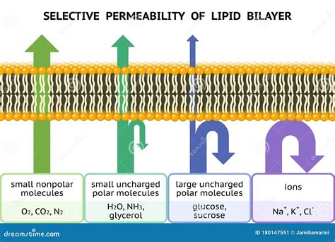 Selective Permeability Of Lipid Bilayer Semipermeable Cell Membrane