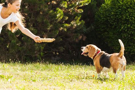 How To Train Your Dog To Jump Over A Stick Wag