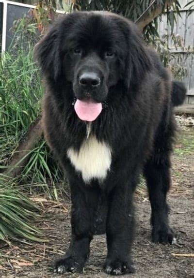 We did not find results for: Newfoundland Dog Rescue California