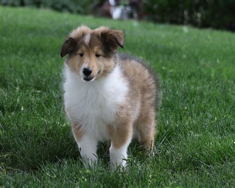 Akc Registered Collie Lassie For Sale Fredericksburg Oh Female Sam