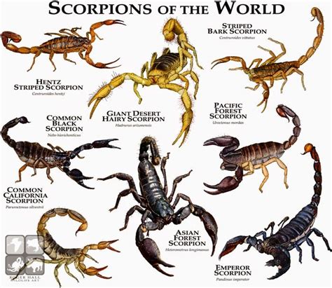 Scorpions 700×608 Animals Animal Facts Arthropods