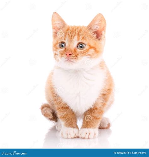 Cute Orange Kitten With White Paws Stock Photo Image Of Striped