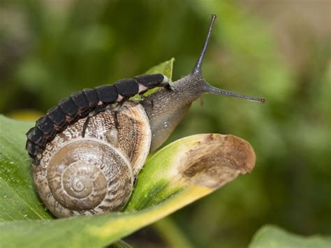 Lightning bugs facts and how to attract them. How to Attract Fireflies to Your Garden