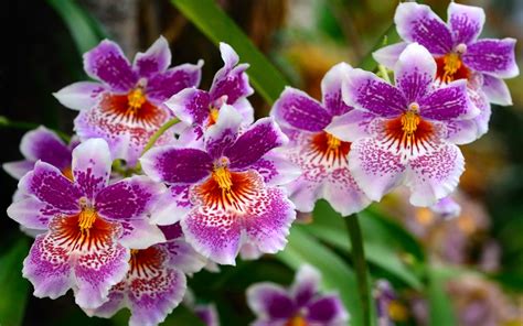 Jan 02, 2014 · welcome to collection of hd lenovo wallpapers & lenovo backgrounds for free download. Beautiful Nature Flowers Desktop Background Wallpapers Hd ...