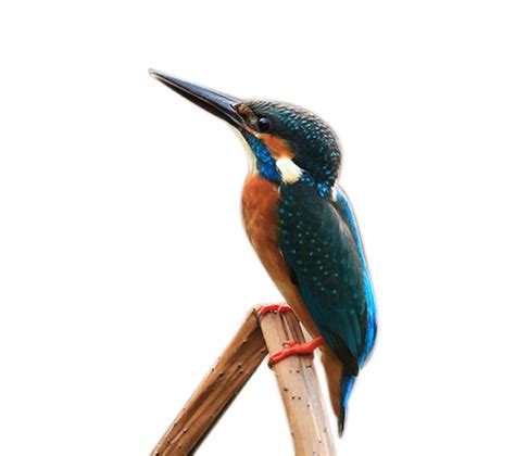 Kingfisher Png Transparent Hd Photo Png All