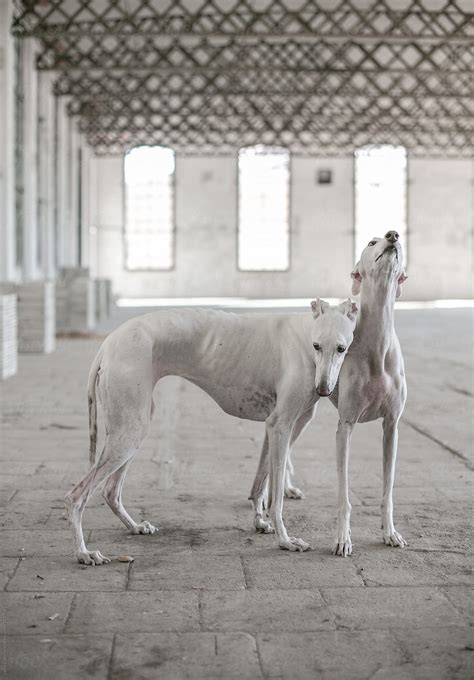 White Greyhound Dog
