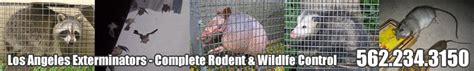 When you select top pest control of los angeles you'll be able to quit having to worry about pest invasions and let us deal with them. Los Angeles Exterminator - LA Pest Control - Raccoon, Rat ...