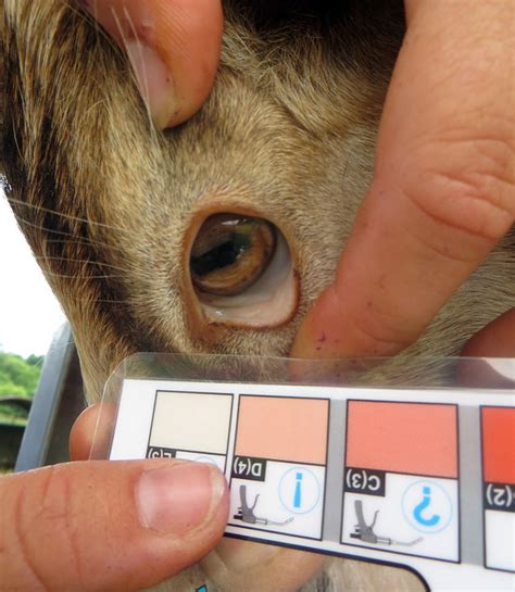 Fafa malan of south africa (fafa malan chart). Flickriver: baalands's photos tagged with famacha