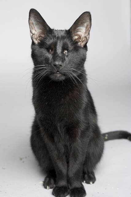 June 30th, 2016 by jessi larson when it comes to picking out cat names, sometimes tried and true is best. 5 Famous Black Cats-Who is Your Favorite? | Pet Radio Magazine
