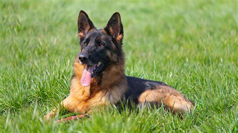 German shepherd transparent images (2,221). German Shepherd - Dog Breed Information And Health ...