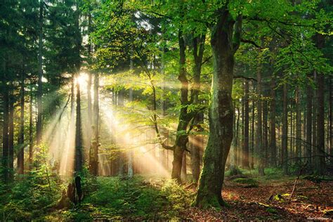 Sunny Wood Woods Photography Forest Aesthetic Forest Aesthetic Light