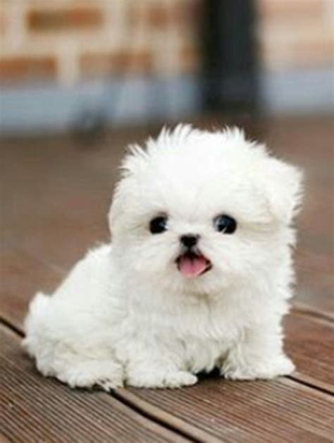 Please Tell Me This Puppy Is Real Teacup Puppies Puppies Cute