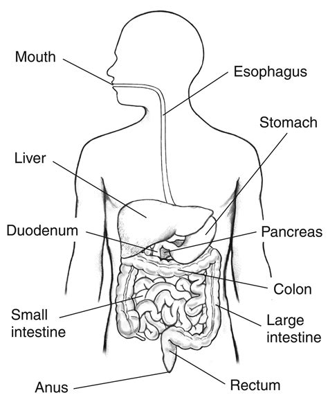 At its simplest, the digestive system is a tube running from mouth to anus. Digestive tract - labeled | Media Asset | NIDDK