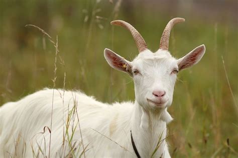 The Meaning And Symbolism Of The Word Goat