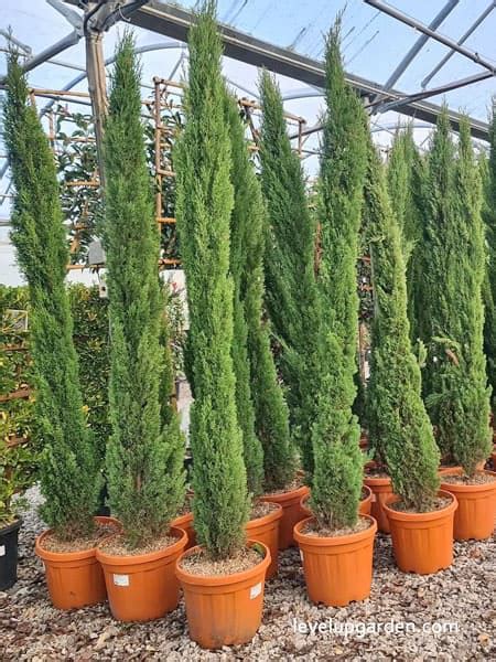 Should You Buy An Italian Cypress Cupressus Sempervirens Information