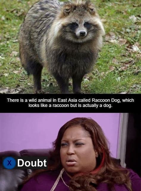 Raccoons Its True There Are Dogs That Look Just Like Us Funny