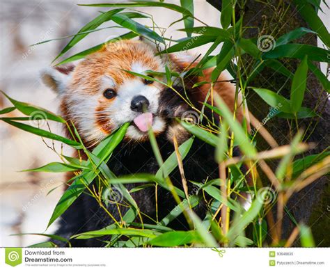 Red Panda Sitting On The Branch And Sticking Its Tongue Out Stock Image