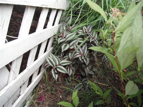 Schau dir angebote von ‪wandering plant‬ auf ebay an. Growing Wandering Jew (Tradescantia) | ThriftyFun
