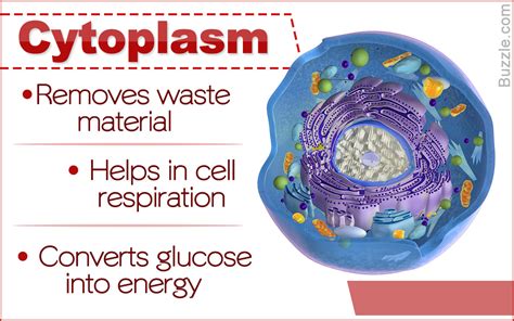 Suppose a bird is flying in a straight line at a constant speed of $12$ metres per second. Function of Cytoplasm | Composition of Cytoplasm