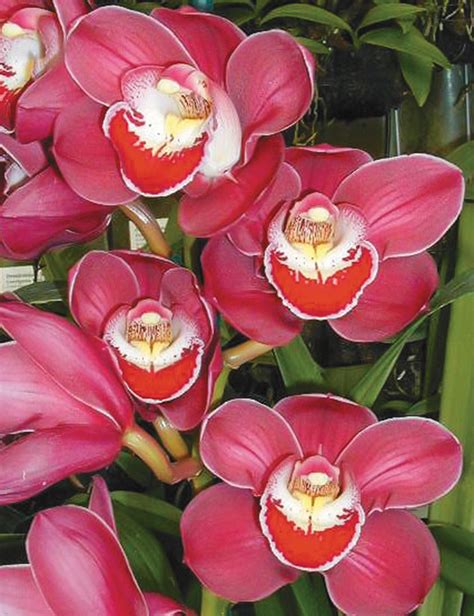 Cymbidium Orchid Rotorua Rose Tesselaar