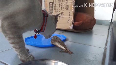 Check spelling or type a new query. my Siamese cat is eating fish . - YouTube