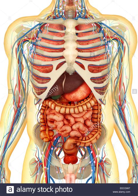 Transparent Human Body With Internal Organs Nervous