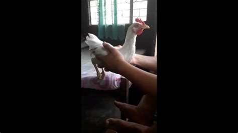 Chicken Being Moved While It Holds Its Head Firmly Still Amazing Youtube