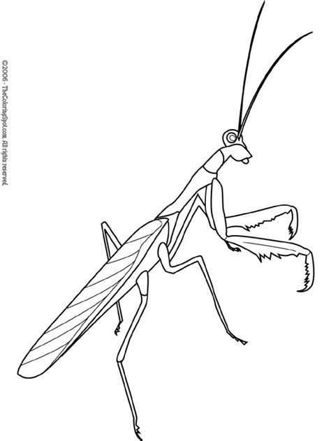 praying mantis | Audio Stories for Kids | Free Coloring Pages