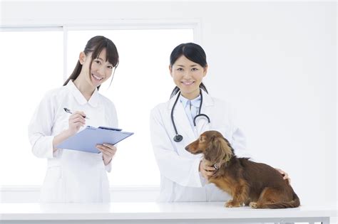 【獣医師監修】犬の健康診断ではどんな事ができる？診断項目と料金について Petpet Life