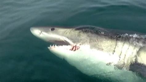 Reel Horror 7 Scary Shark Sightings In 60 Seconds Nbc News