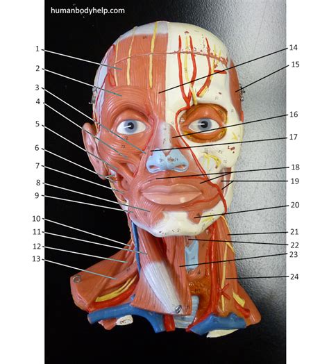 Anterior Head – Human Body Help
