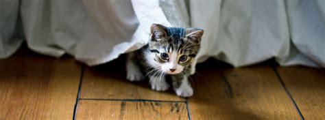 Some do not see a way out. kitten hiding under the bed