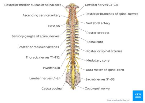Clinical signs of spinal cord infarction include muscle weakness and paralysis with loss of reflexes. Spinal cord: Anatomy, structure, tracts and function | Kenhub
