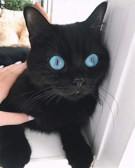 A Black Cat With Amazing Blue Eyes Eyebleach
