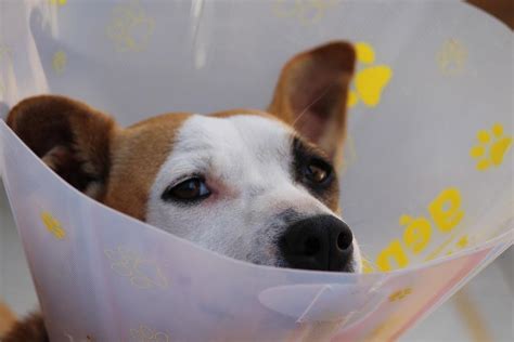 How do i know if my dog has skin cancer? Stop your Dog from Scratching a Wound