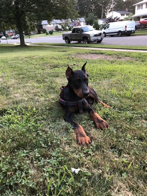 Doberman akc puppies puppy ckc. Doberman Pinscher Puppies For Sale | Springfield, VA #278815