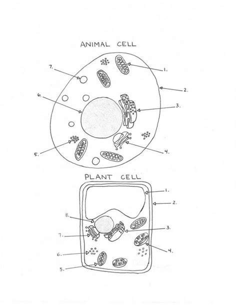 Blank Cell Diagram Worksheet