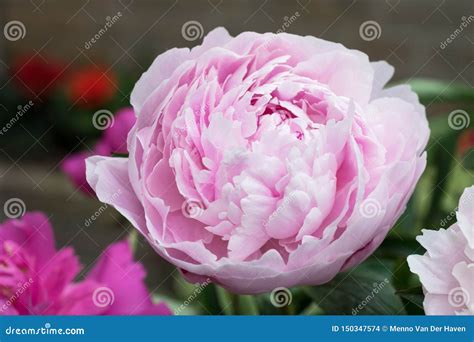 Large Rose Colored And Fragrant Peony Paeony Flower In An Urban Garden